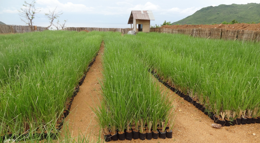 Vetiver field