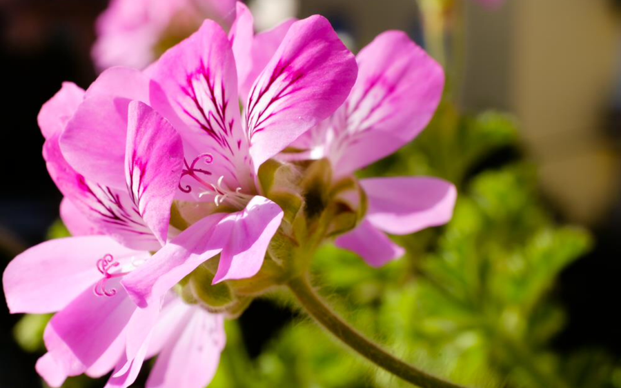 cropped Geranium